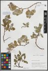 Foto von Salix arctica Pall.